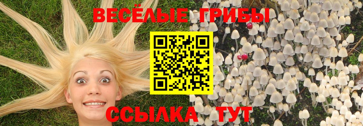 Россия  Галлюциногенные грибы прущие грибы  Вход с VPN 